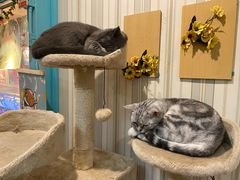 -猫小院猫主题咖啡厅(北锣店)