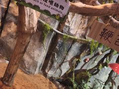 -正佳雨林生态植物园