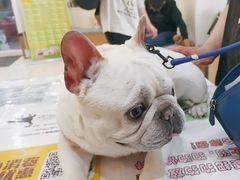 -美联众合动物医院·24h京西诊疗中心