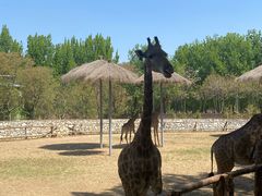 -北京野生动物园