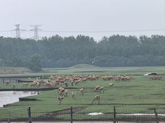 -溱湖国家湿地公园