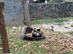 -都江堰中华大熊猫苑