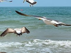 -那香海钻石沙滩浴场