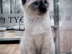 -袖虎·猫馆(体育西路店)