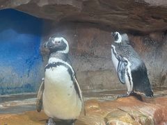 -海合安武汉极地海洋公园