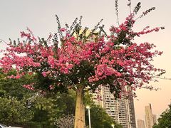 -白石龙音乐公园
