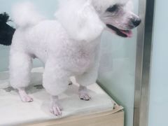 -宠福鑫康馨动物医院·骨科·眼科