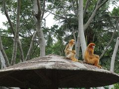-深圳野生动物园