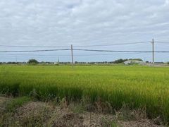 -莲花岛景区