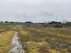 -紫颐香薰山谷景区