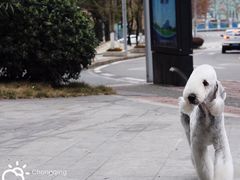 -重庆市江北嘴中央商务区中央公园