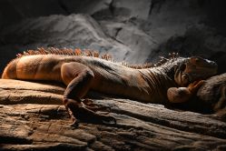 -Zoolung Zoolung动物主题公园(海信广场店)