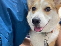 -伟伟宠物医院·CT影像中心·瑞派犬猫综合性门诊(汉口总院)