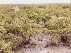 -北海金海湾红树林生态旅游区