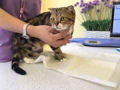 -瑞鹏宠物医院·爱宠堂·骨外专科(西荷分院)