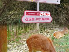 -鹿院坪生态旅游景区