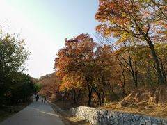 -北京西山国家森林公园