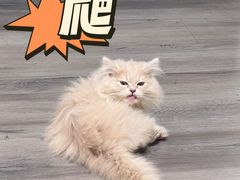 -欣宠猫屋·矮脚拿破仑·蓝金金渐层