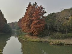 -贡湖湾湿地公园