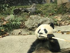-都江堰中华大熊猫苑