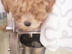 -芭比堂动物医院·犬猫全科·异宠专科(雁塔分院)