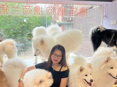 -毛绒耶耶撸宠馆·猫咖·狗咖·荷兰猪咖