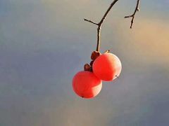 -河北村民俗体验园