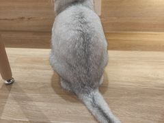 -滚猫咖啡·猫咖·猫友好撸猫(未来城店)