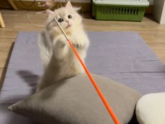 -东方名猫馆·英短金渐层布偶猫舍(环线广场1号楼店)