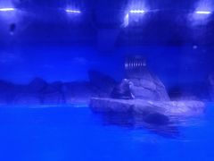 -上海海昌海洋公园-冰山北极馆