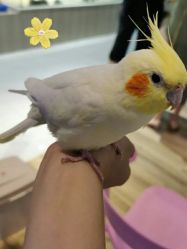 -Moni星球萌宠·小马宝莉·灵蛇·高端高阶全萌宠互动体验俱乐部(红豆国际广场店)