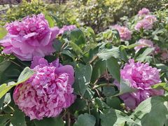 -莲花池公园