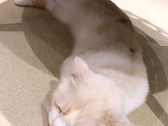 -藏猫猫咖啡主题馆(中央大道店)