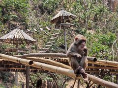 -西双版纳原始森林公园