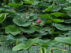 -黛秀湖公园