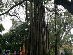 -瑞丽独树成林风景区