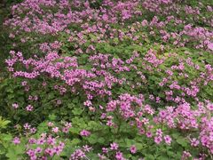 -苏州香山国际大酒店