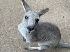 -费瑟代尔野生动物园