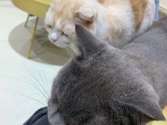 -藏猫猫咖啡主题馆(中央大道店)