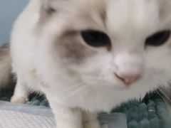 -纳吉亚猫专科动物医院·北北分院