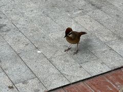 -成飞公园