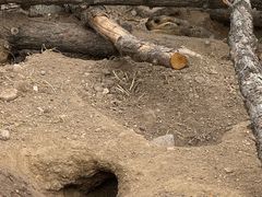 -大青山野生动物园