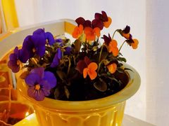 -双季花艺园艺市场(浦东店)
