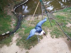 -西霞口神雕山野生动物世界