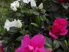 -三圣花乡旅游区