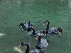 -苍山世界地质公园·石门关大峡谷