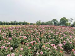 -水西公园