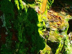 -风云岭森林公园