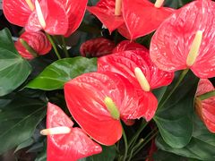 -双季花艺园艺市场(浦东店)