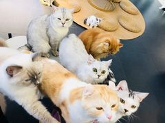 -Heymao猫咖.咖啡厅(东门店)